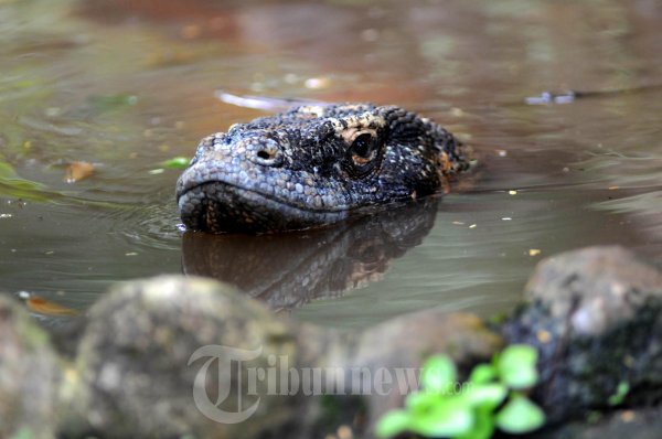 Komodo Sedang Berendam di Air