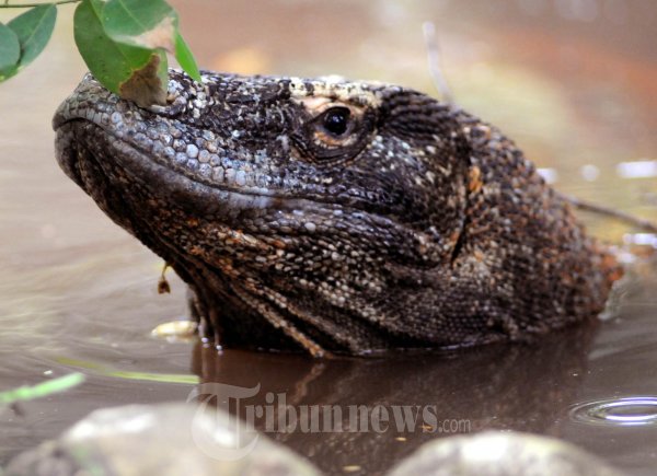 Komodo Sedang Berendam di Air