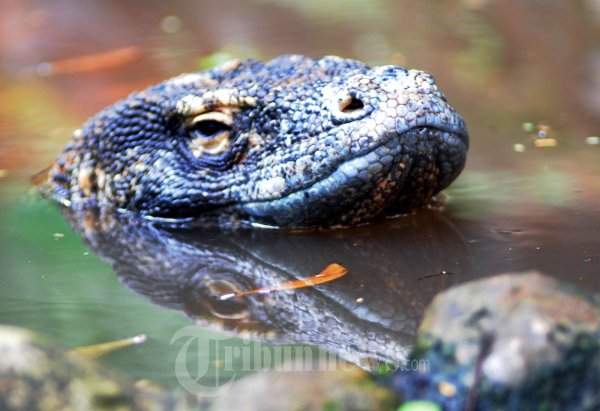 Komodo Sedang Berendam di Air