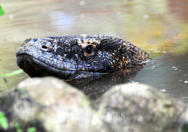 Komodo Sedang Berendam di Air