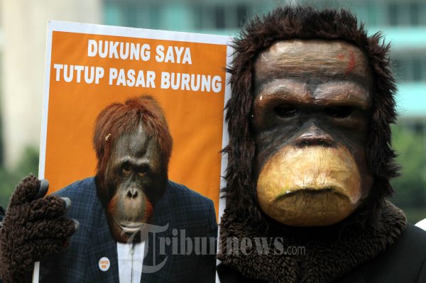 Tutup Pasar Burung Di Jakarta