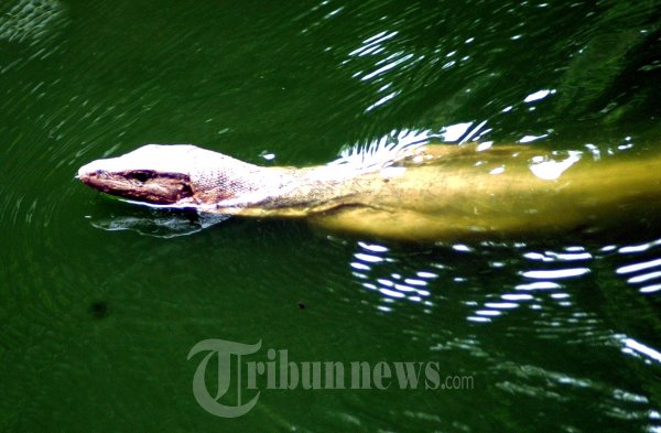 Biawak Berenang Mencari Mangsa