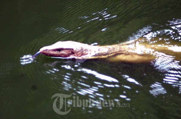 Biawak Berenang Mencari Mangsa