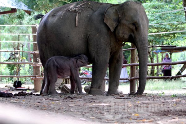 Menyusui Anak Gajah
