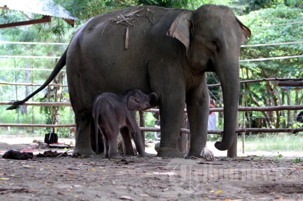 Menyusui Anak Gajah