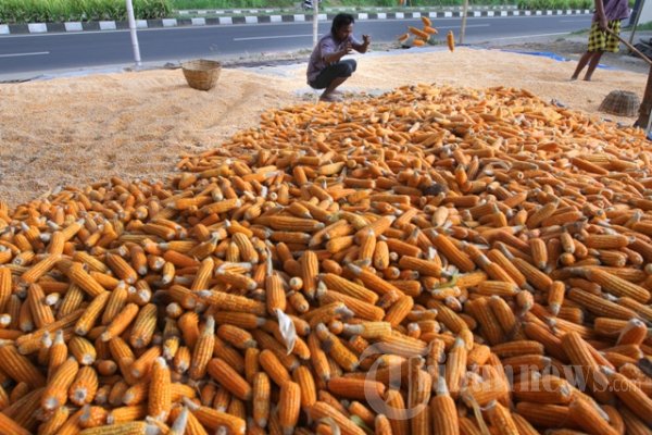 Jagung Jagung Hibrida
