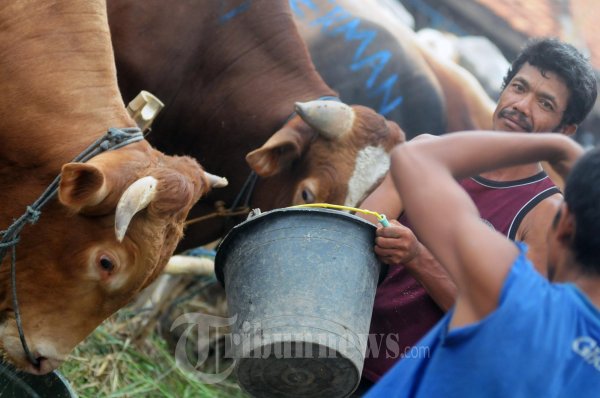 Beri Makan Hewan Qurban