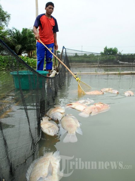 Ribuan Ikan Milik Petambak di Jakabaring Mati