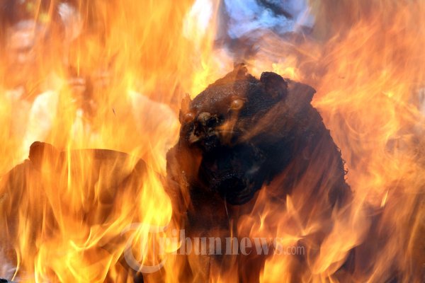 Pemusnahan Barbuk Opset Satwa Liar