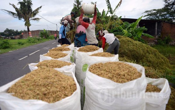 Buruh Tani Pemanen Padi