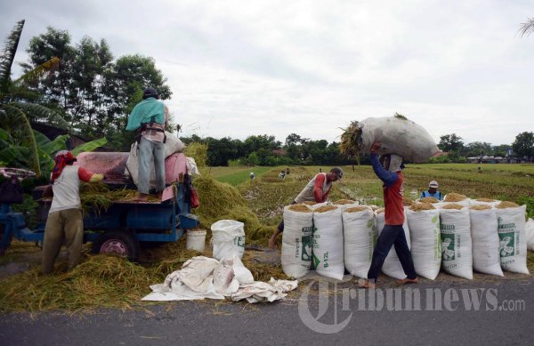 Buruh Tani Pemanen Padi