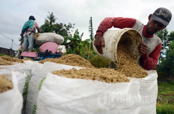 Buruh Tani Pemanen Padi