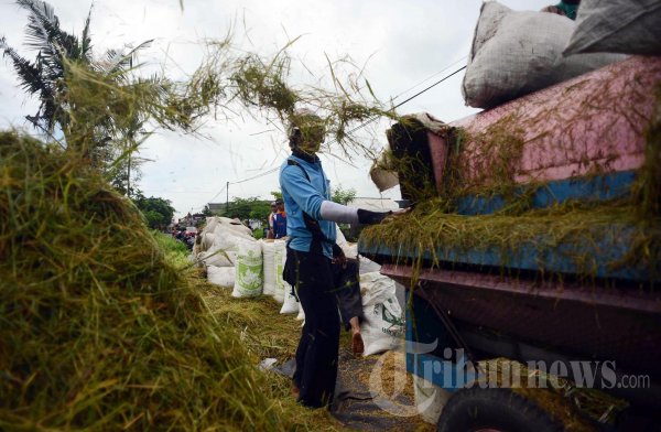 Buruh Tani Pemanen Padi