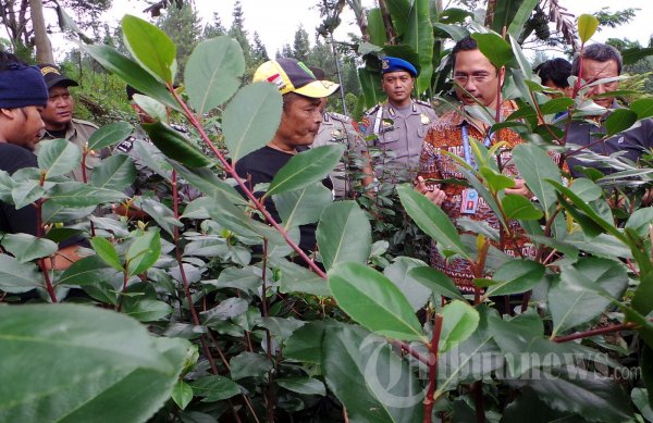 Kebun Khat di Cisarua