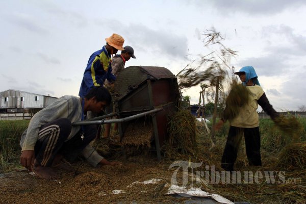 Target Produksi Padi Naik 4,5 Persen