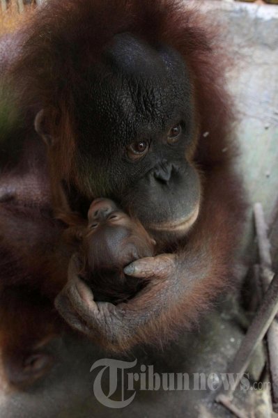 Bayi Orangutan di Bonbin Mangkang