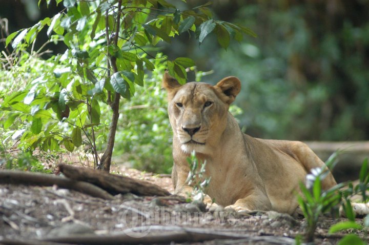 Bermacam Satwa di Taman Margasatwa Ragunan
