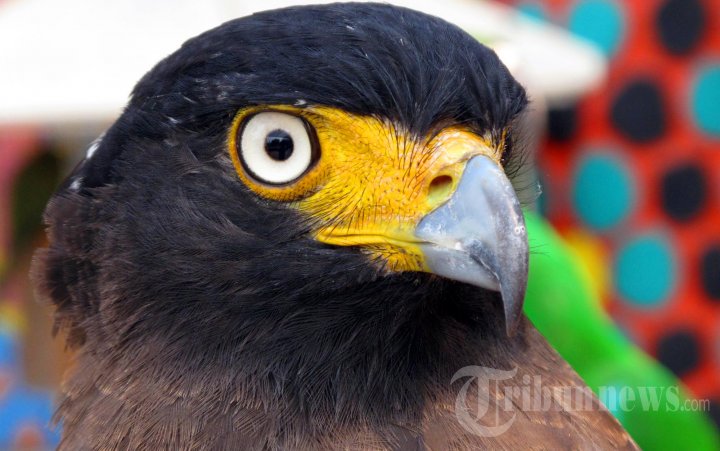 Xususiy bir yosh rusni sikish Guruh jinsiy aloqa