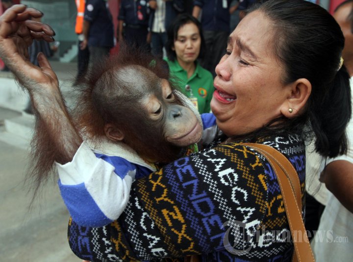 Orangutan Kesayangan Diserahkan ke BKSDA Kalbar