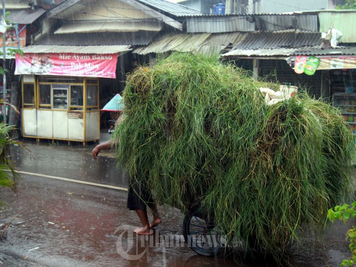 Pencari Rumput Melintas di Jalan Mampang Prapatan