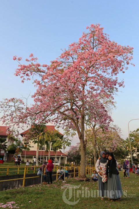 Bunga Sakura Bersemi di Muka Kuning Batam