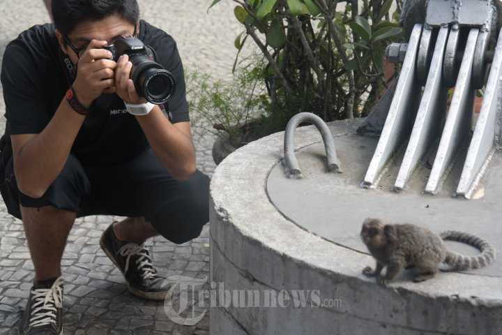 Monyet Kecil di Sugar Loaf Mountain Brasil