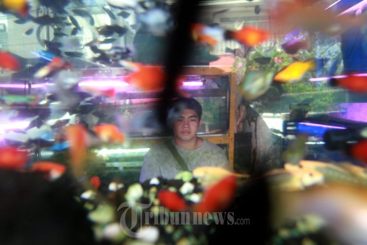 Pasar Ikan Hias Kartini Akan Direlokasi