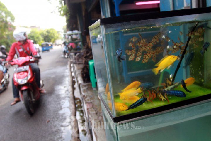Pasar Ikan Hias Kartini Akan Direlokasi