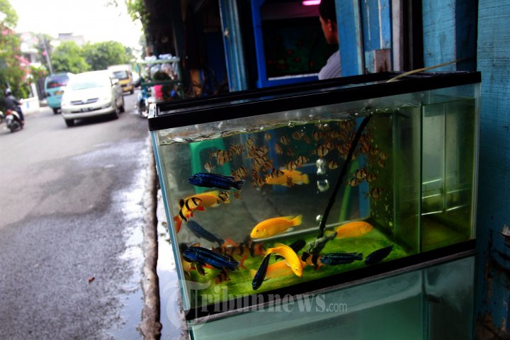 Pasar Ikan Hias Kartini Akan Direlokasi