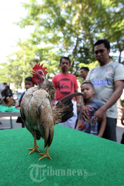 Ayam Serawa Ayam Terkecil Didunia