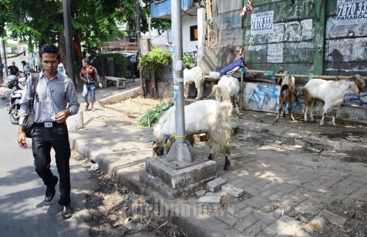 Pedagang Hewan Kurban Berjualan di Trotoar
