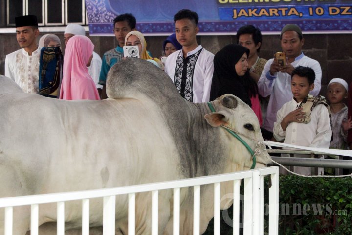 Presiden SBY dan Wapres Boediono Serahkan Hewan Kurban