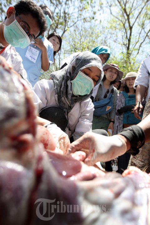 Pemotongan Hewan Kurban