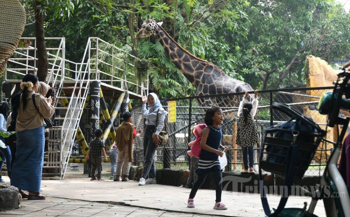 Kebun Binatang Surabaya Siapkan Pertunjukan Tambahan