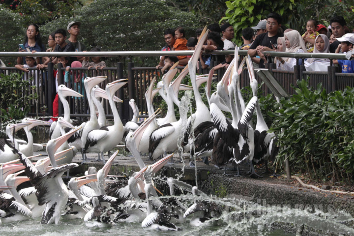 Libur Idul Fitri di Taman Margasatwa Ragunan