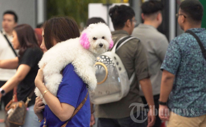 Melihat PETFEST 2025 Surganya Pecinta Hewan