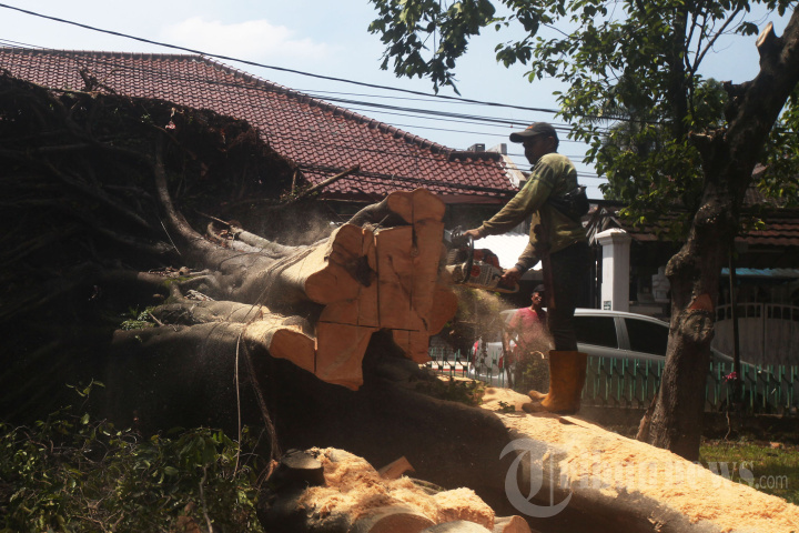 Pemotongan Pohon Tumbang