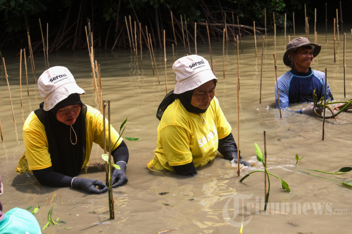 Penanaman 1.000 Bibit Mangrove di Muaragembong Bekasi