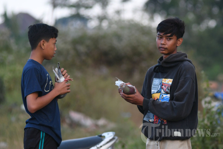 Adu Kecepatan Merpati di Malang