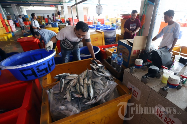Sejumlah pedagang saat mulai melakukan aktifitas di Pasar Ikan Modern Muara Baru, Jakarta Utara, Jumat (22/2/2019). Pasar Ikan Modern Muara Baru yang dibangun diatas lahan seluas 9.856 meter persegi tersebut kini sudah mulai ditempati oleh para pedagang ikan. 