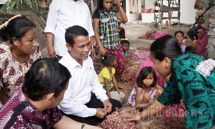 Amran Sulaiman Panen Bawang Merah di NTB