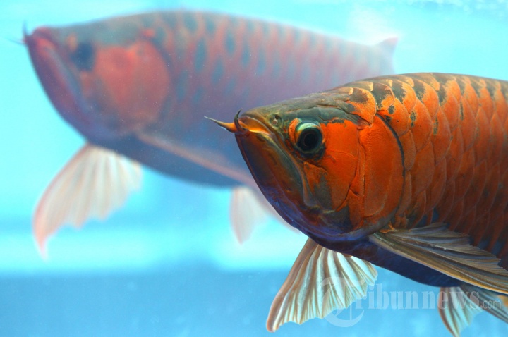 Arowana Show & Exhibition 2020