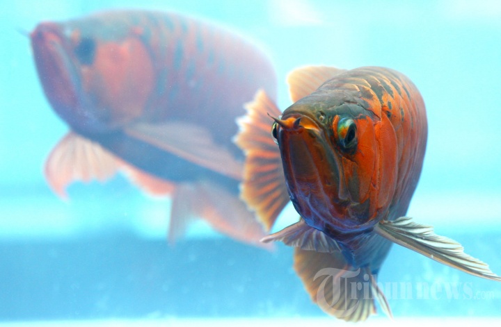 Arowana Show & Exhibition 2020