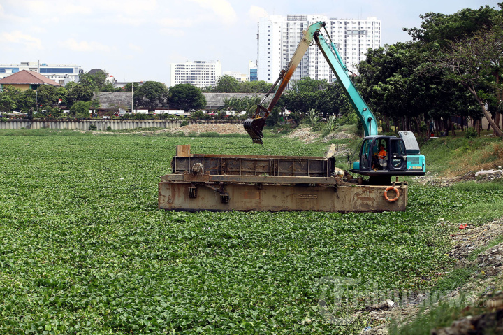Bersihkan Eceng Gondok di Waduk Pluit