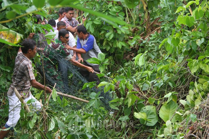 Beruang Madu Lepas Berhasil Ditangkap Oleh Polhut