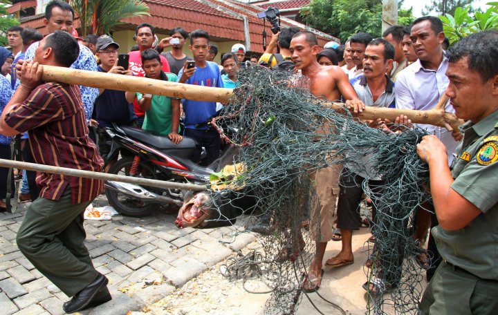 Beruang Madu Lepas Berhasil Ditangkap Oleh Polhut