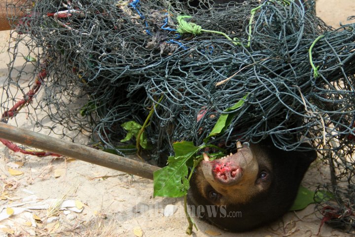 Beruang Madu Lepas Berhasil Ditangkap Oleh Polhut