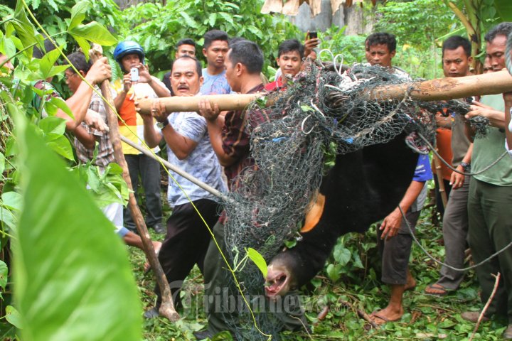 Beruang Madu Lepas Berhasil Ditangkap Oleh Polhut