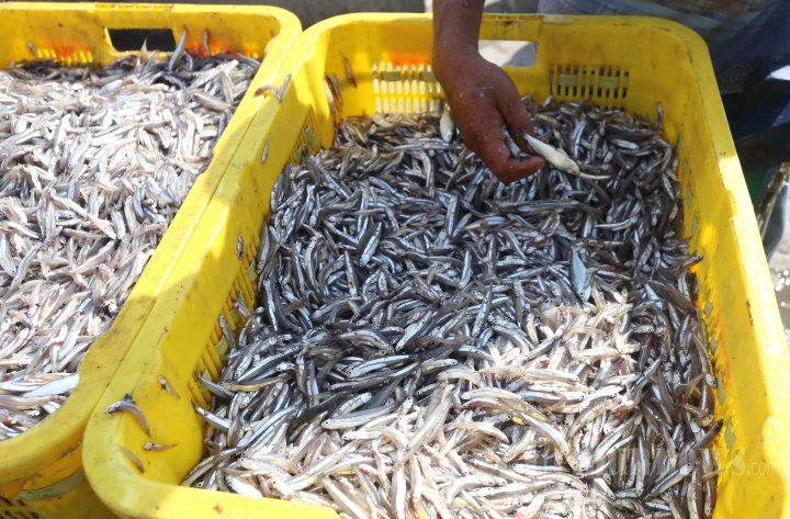 Bongkar Muat Ikan Teri