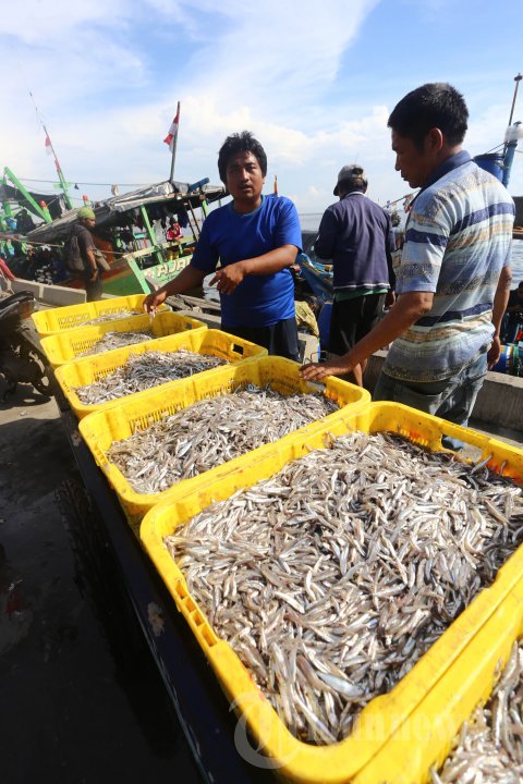 Bongkar Muat Ikan Teri